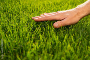 Human palm touching lawn grass low angle view