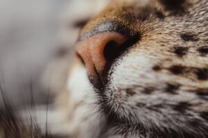 cat, nose, detail