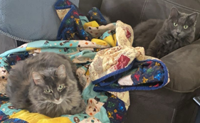 A picture of my cats.