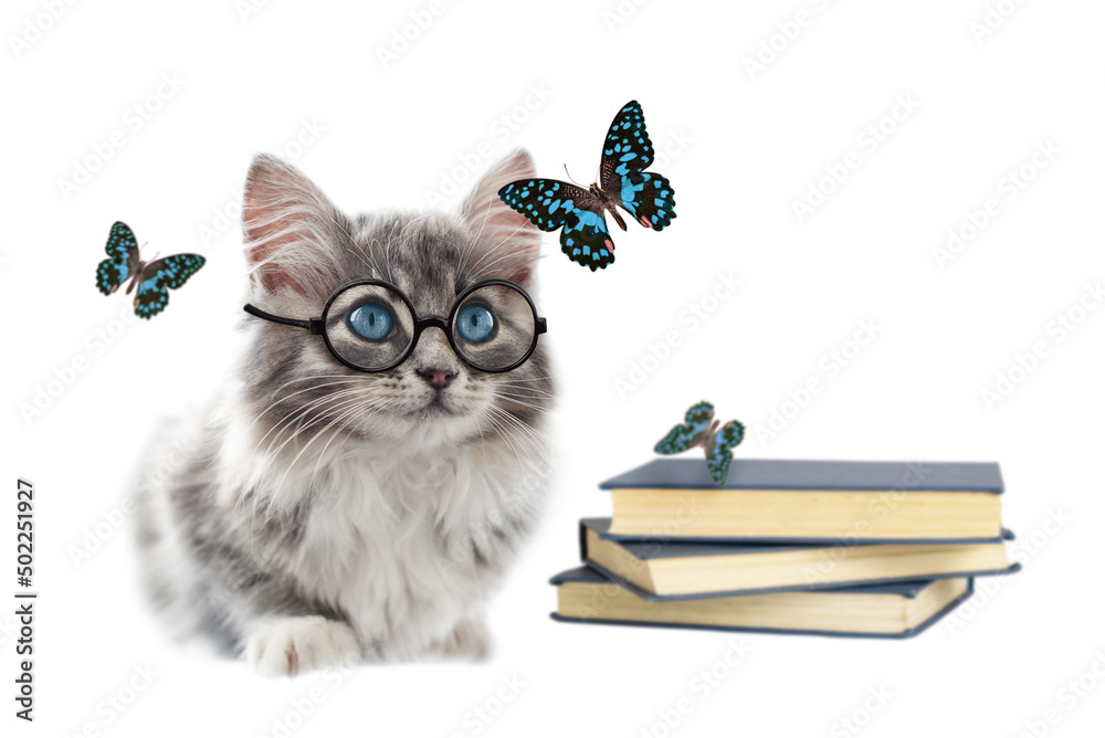 Sitting gray kitten in a round glasses, books and butterflies isolated on white background