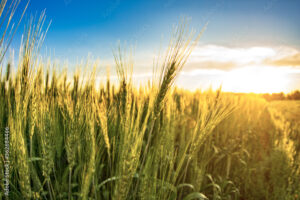Sunshin and wheat fields.
