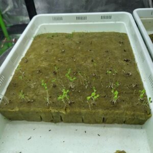 Picture of seedlings in rock well growing media