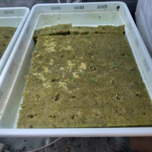 Picture of seedlings in rock wool grow media