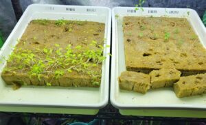 Photo of seedlings growing on rock wool media