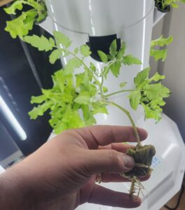 Tomato sapling in rockwool