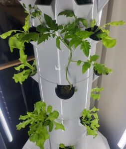 Picture of tomato in Tower Garden