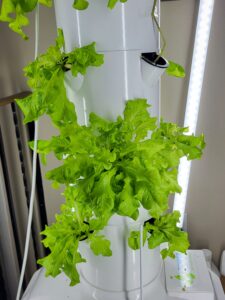 Image of lettuce growing in Tower Garden