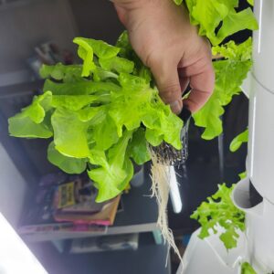 Picture of lettuce head pulled from Tower Garden (roots visible)