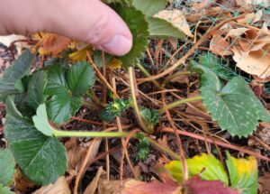 picture of strawberry plant growing outside