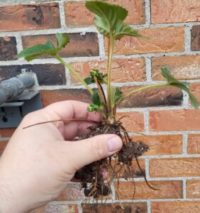 picture of uprooted strawberry plant