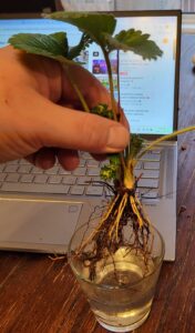 picture of uprooted strawberry plant with roots washed