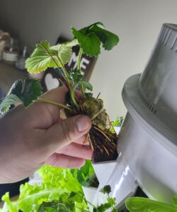 Strawberry plant transplant to Tower Garden