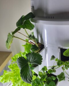 strawberry plant in Tower Garden