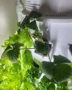 picture of transplanted strawberry in Tower Garden