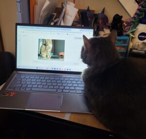 cat sits on desk while owner tries to work on laptop