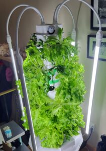 Picture of indoor Tower Garden with plants