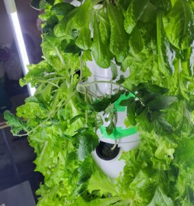 Close up of tomato plant growing on Tower Garden