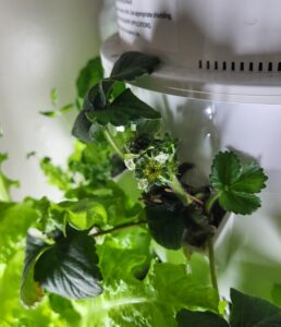 Strawberry plant flowering on Tower Garden