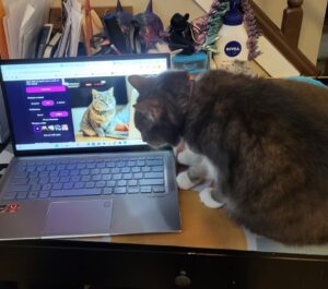 cat sits on desk while owner tries to work on laptop