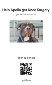 Go Fund me QR code for help for dogs knee surgery