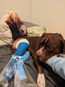 my dog after surgery