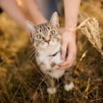 Image of cat Kahlua.