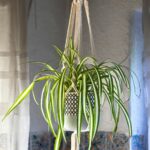 macramé plant hanger with a spider plant inside.