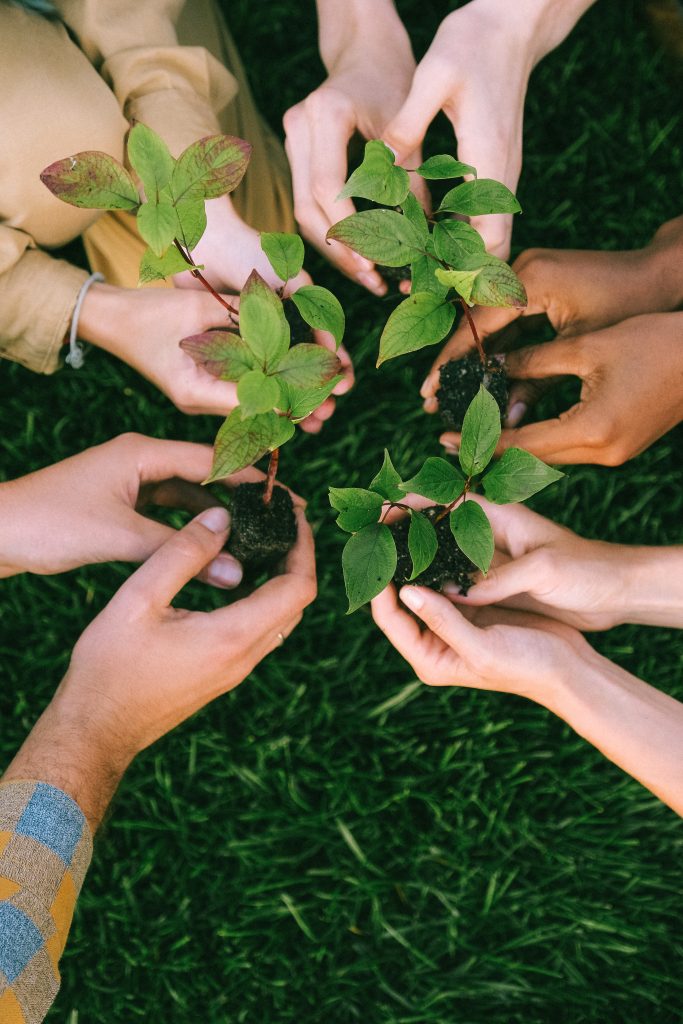 Person holding green leaves