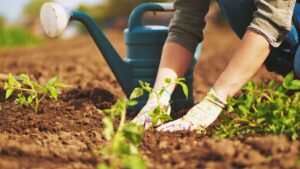 person planting in garden with gloves and watering can