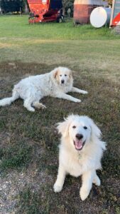 Two dogs on grass