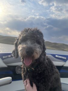 black and grey dog with its tongue out, background of a lake, hills, sky and clouds