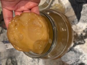 A SCOBY being held above a jar. The SCOBY is a carmel colour and about the thickness and shape of an English muffin. The texture is rubbery or gelatinous.