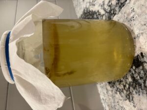 A jar of kombucha brewing with a scoby on top of the green tea liquid. A white cloth is held in place on top with a blue elastic band. 