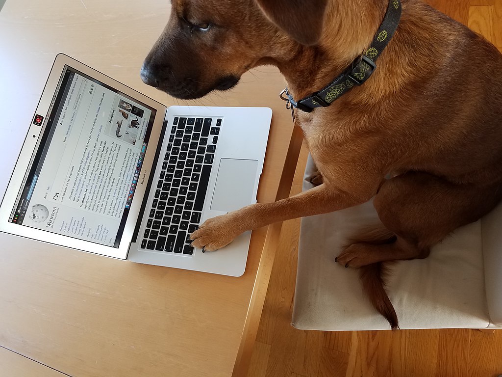 A dog sits at a laptop looking at websites.