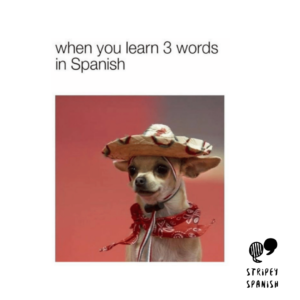 Spanish meme. Says, "when you learn 3 words in Spanish" and has a small dog wearing a sombrero. 