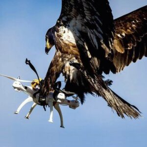 Hawk attacking drone