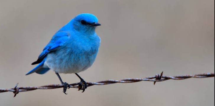 The Bluebird of Doom’s Social Dilemma