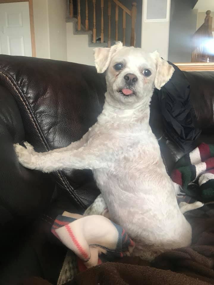 picture of white dog with paws on couch, sticking his tongue out to the camera, while looking longingly away from the camera